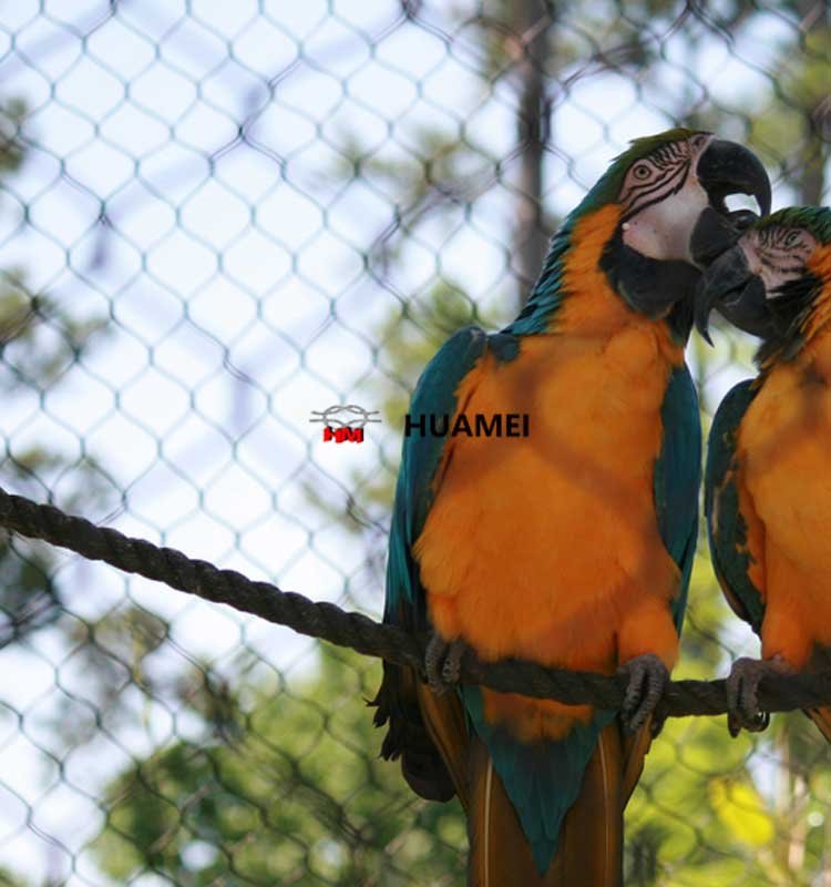 Macaw in outdoor aviary